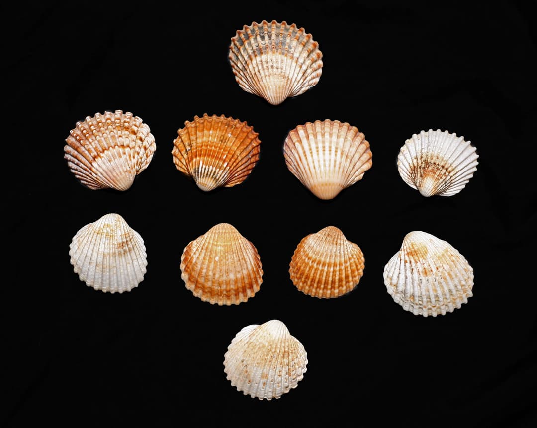 Free Creative Building Game – Bring the Forest into Your Home